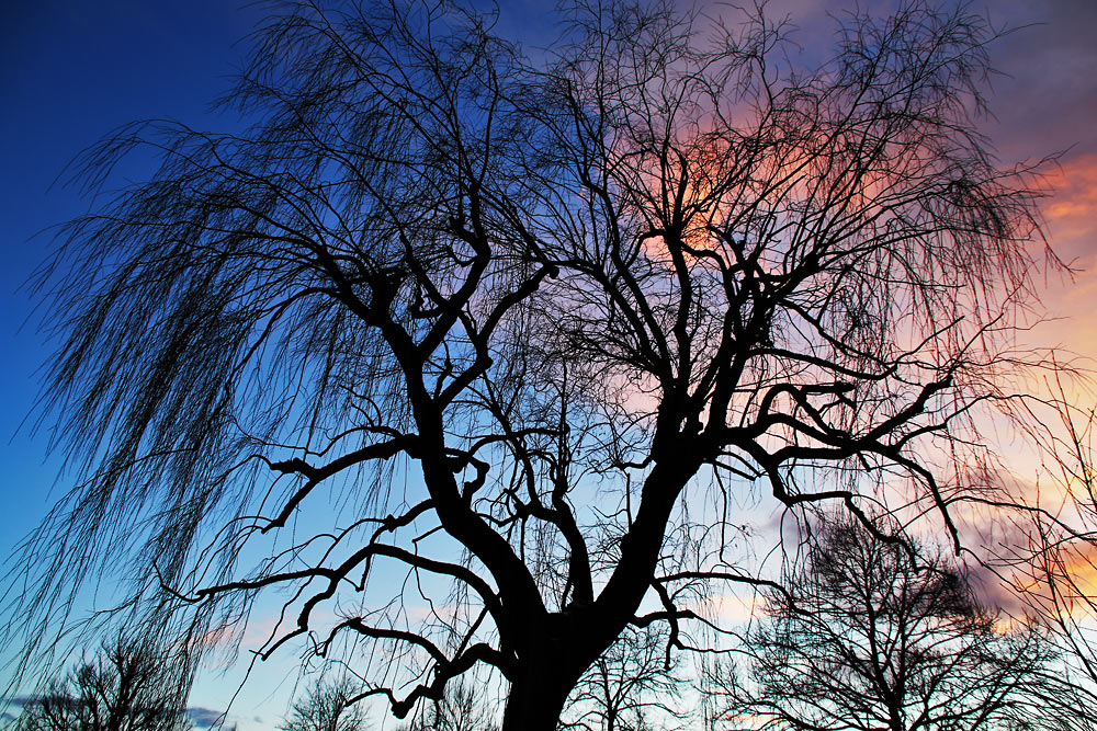 Baum am Abend