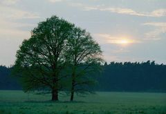 Baum am Abend