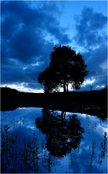 Baum am Abend