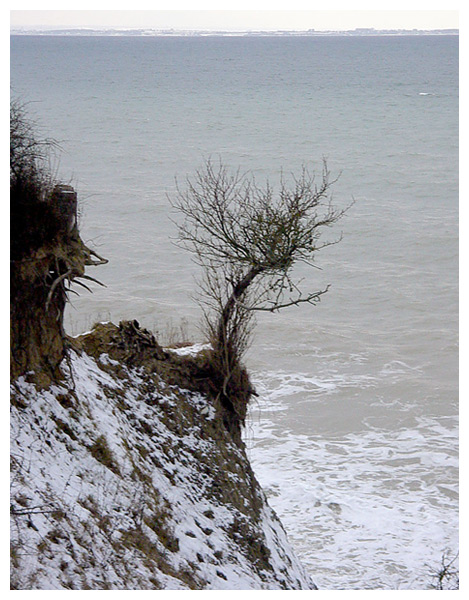 Baum am Abgrund