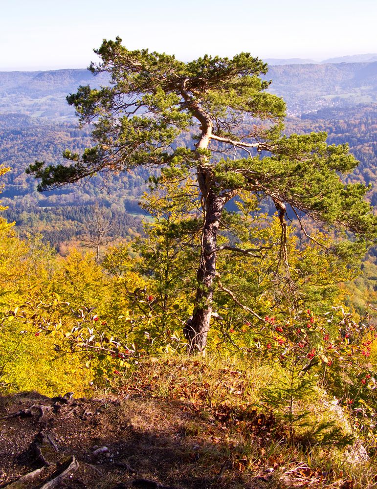 Baum am Abgrund 2