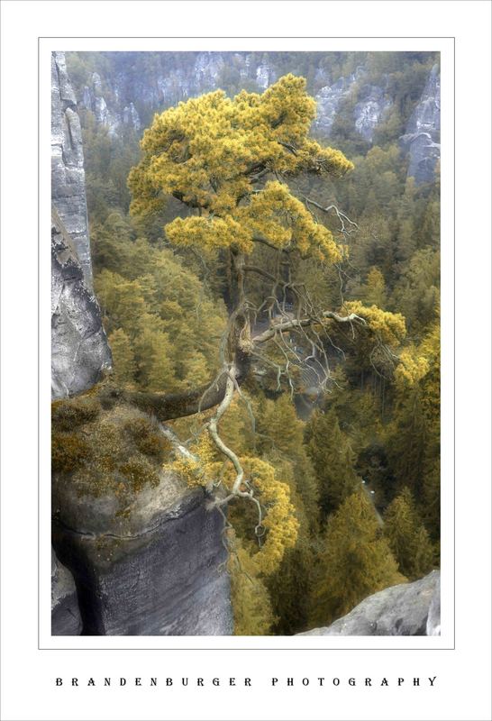 Baum am Abgrund