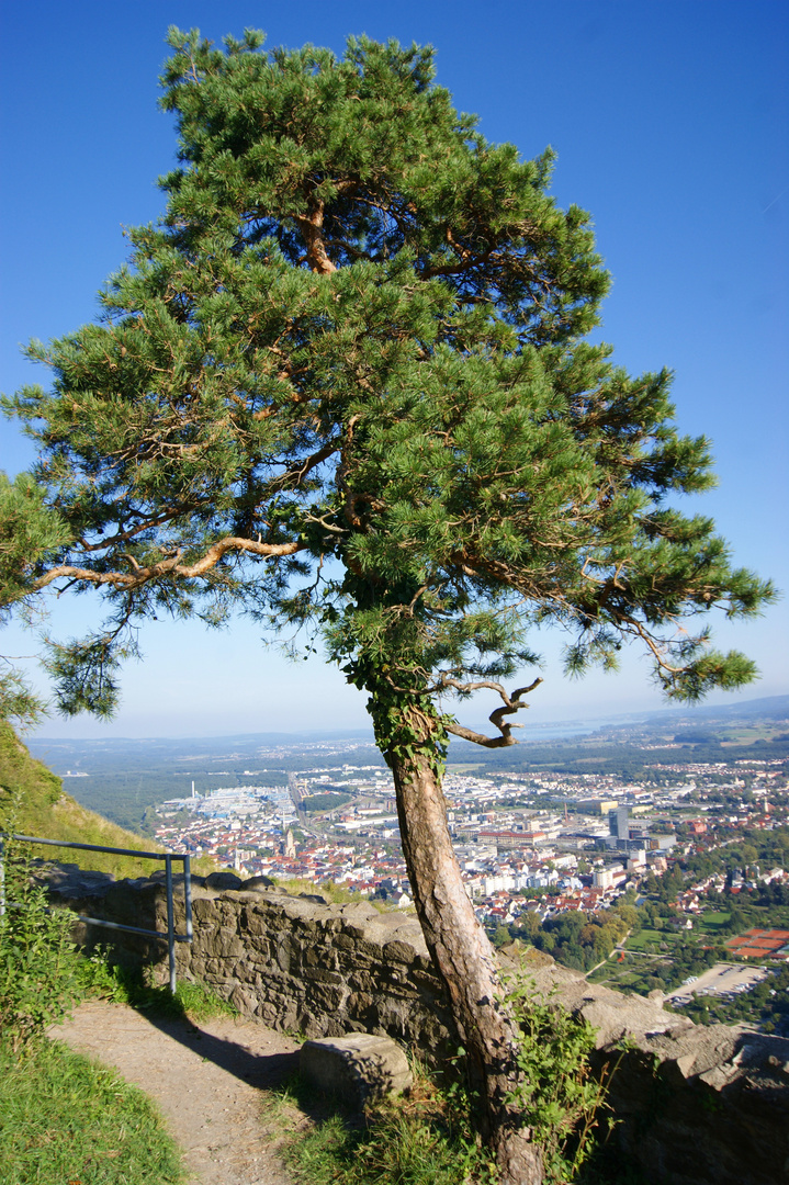 Baum am Abgrund...