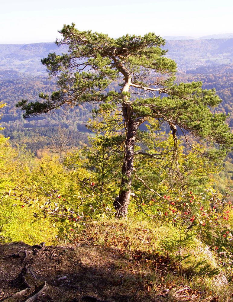 Baum am Abgrund