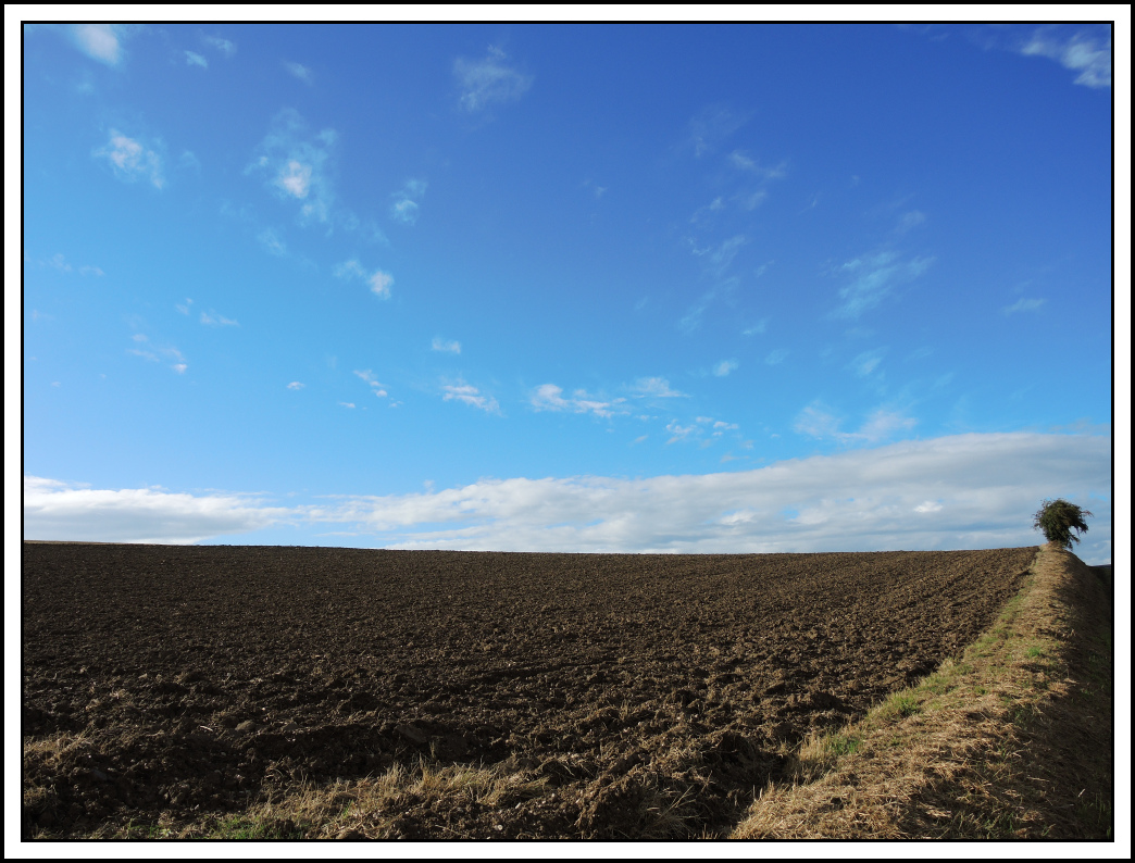 Baum am Acker