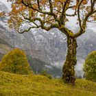 Baum am Ahornboden