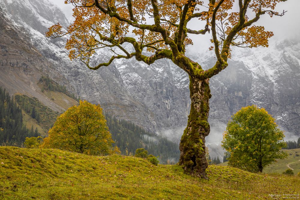 Baum am Ahornboden