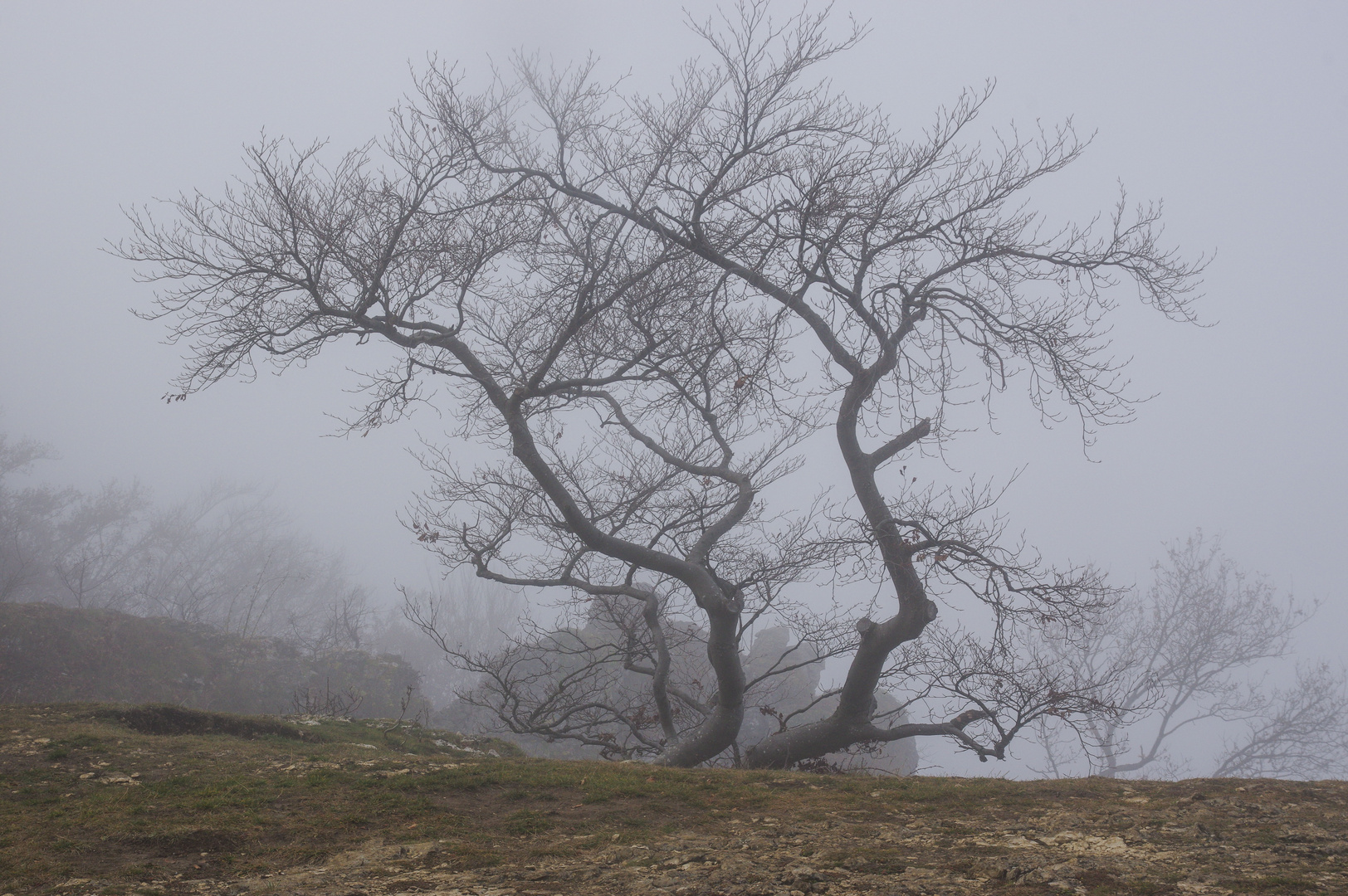 Baum am Albtrauf - Schwäbische Alb