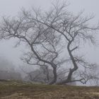 Baum am Albtrauf - Schwäbische Alb