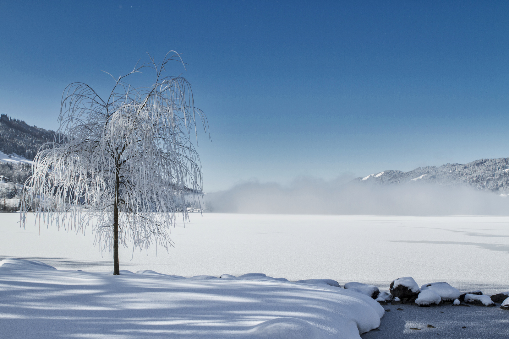 Baum am Alpsee 