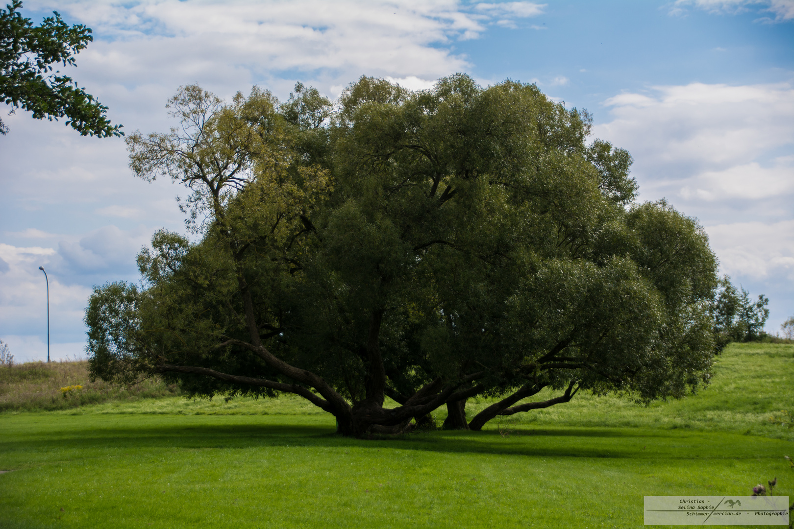 Baum am Aueweiher in Fulda