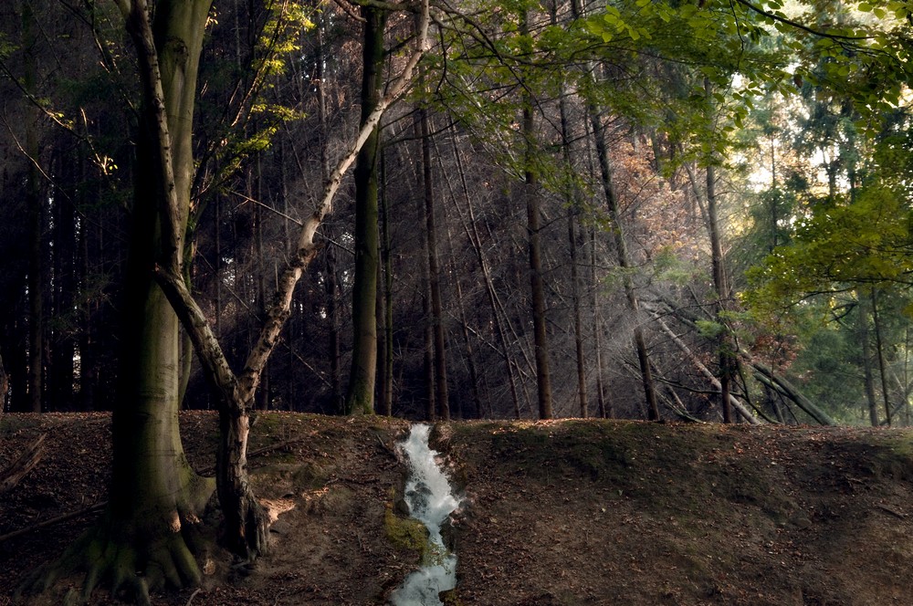 Baum am Bach