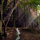 Baum am Bach