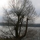 Baum am Baldeneysee