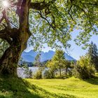 Baum am Barmsee