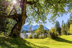 Baum am Barmsee