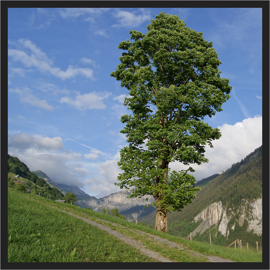 Baum am Berg