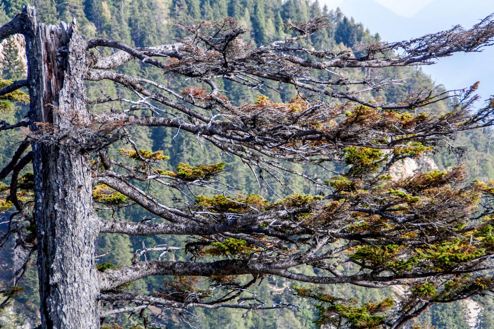 Baum am Berg