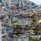 Baum am Berg