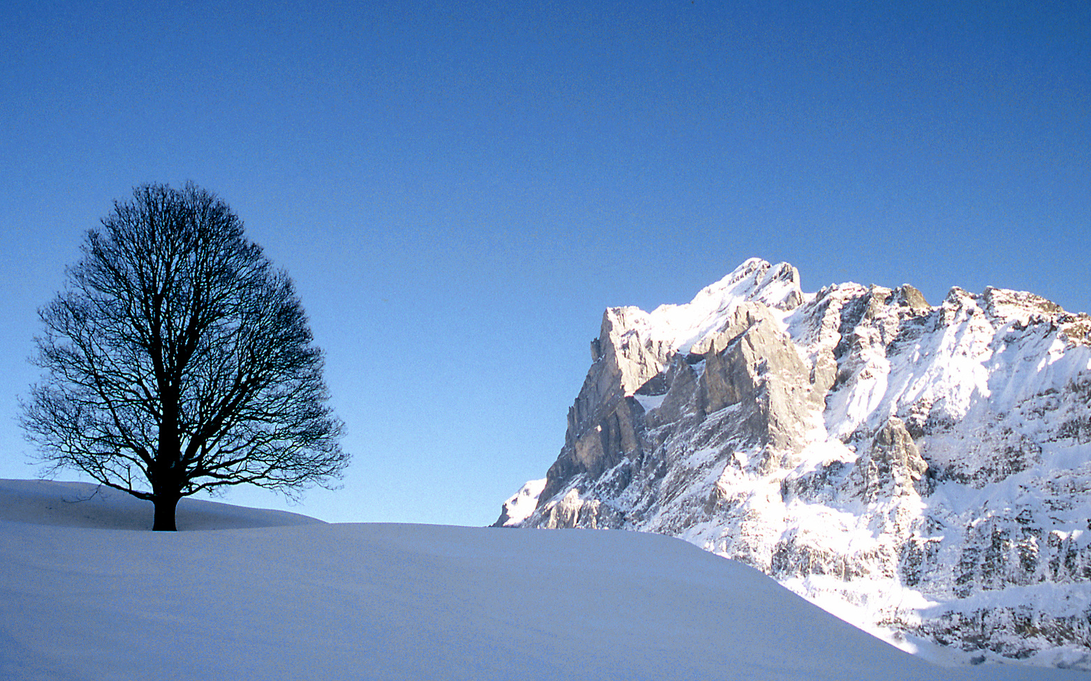 Baum am Berg