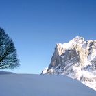 Baum am Berg