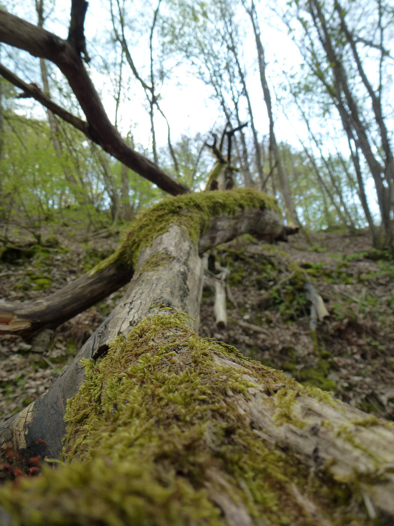 Baum am Boden