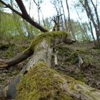 Baum am Boden