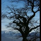 Baum am Bodensee