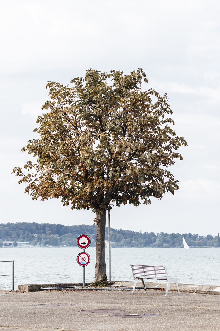 Baum am Bodensee