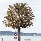 Baum am Bodensee