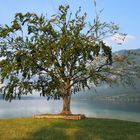 Baum am Bohinj See