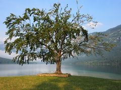 Baum am Bohinj See