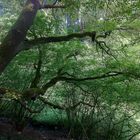 Baum am Bosselbach in Vossenack in der Eifel