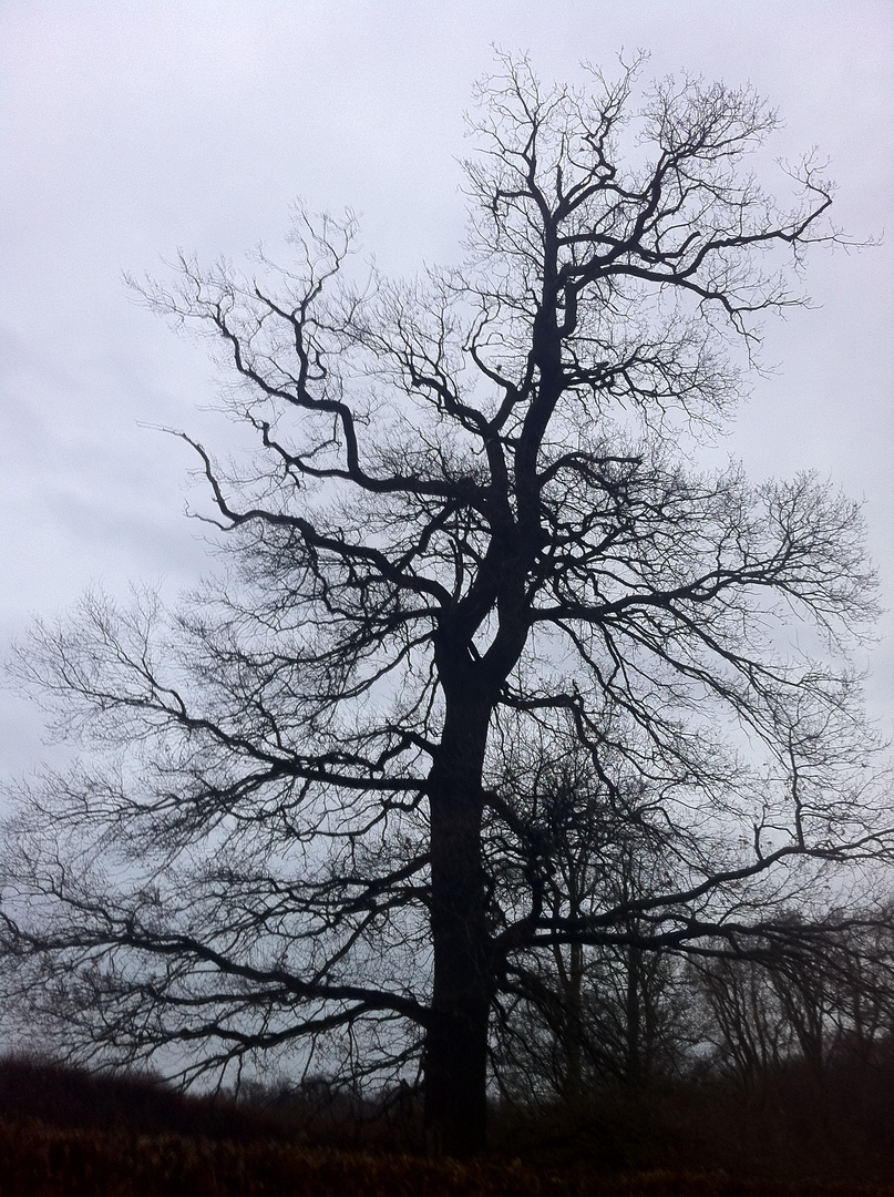 Baum am Brühler Schlosspark