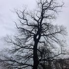 Baum am Brühler Schlosspark