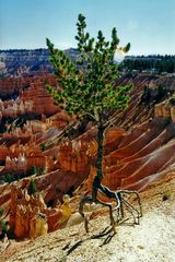 Baum am Bryce Canyon