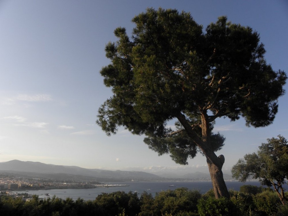 Baum am Cap d'Antibes