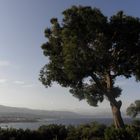 Baum am Cap d'Antibes