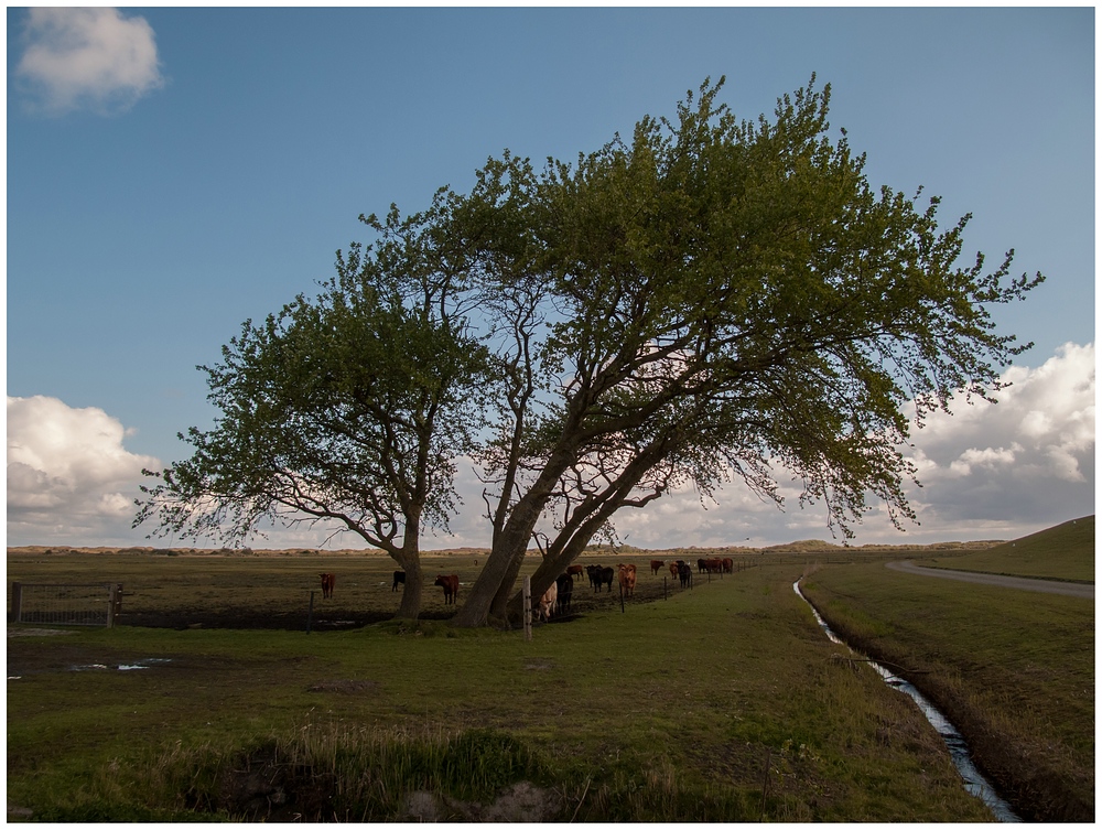 Baum am Deich