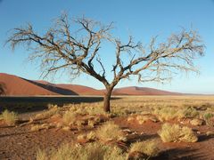 Baum am Dünenfuß