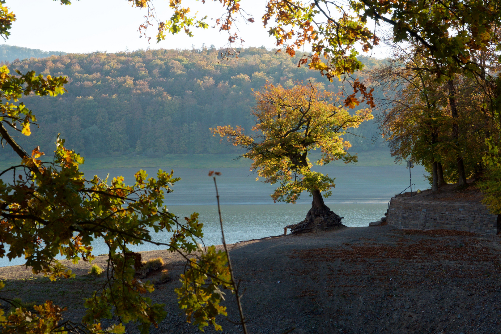 Baum am Edersee