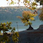 Baum am Edersee