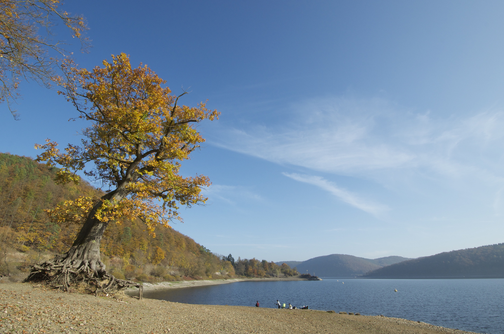 Baum am Edersee