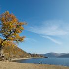 Baum am Edersee