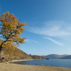 Baum am Edersee