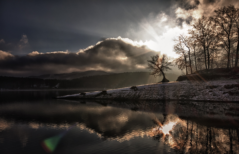 Baum am Edersee