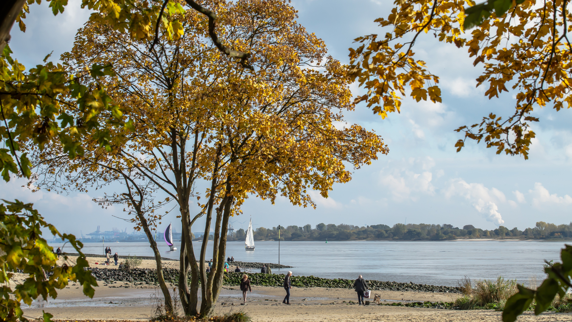 Baum am Elbstrand