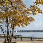 Baum am Elbstrand