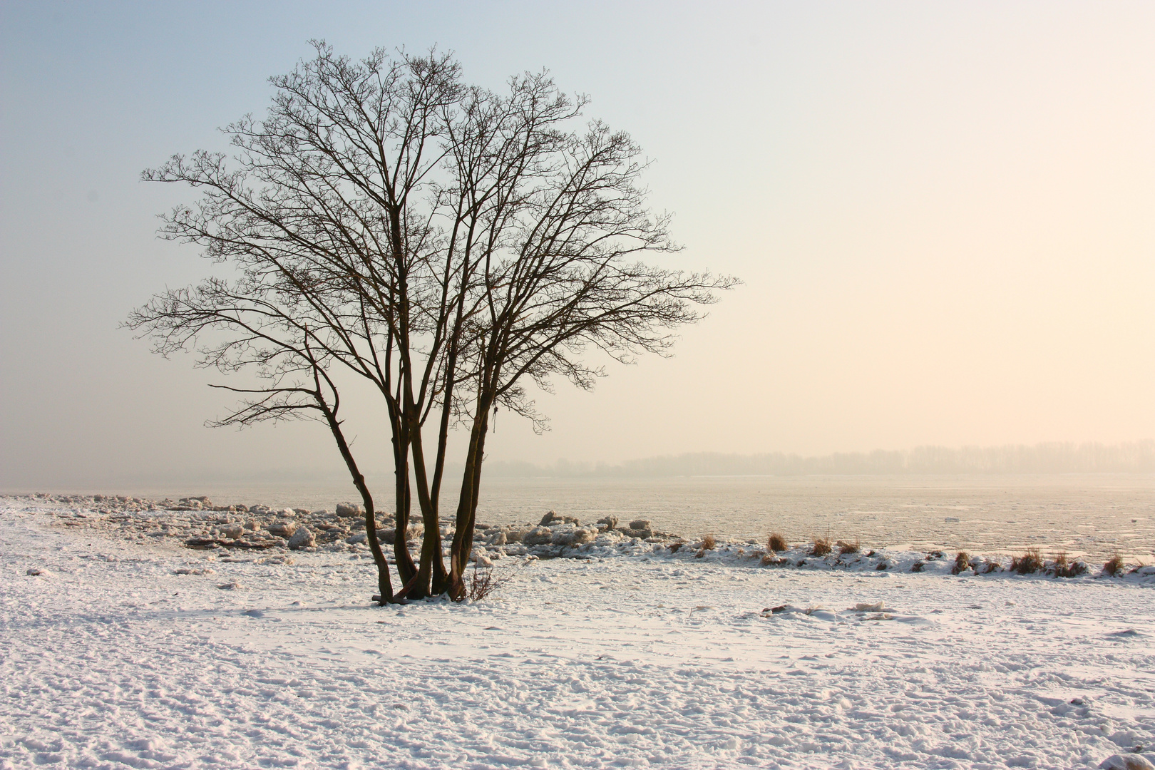 Baum am Elbstrand im Winter