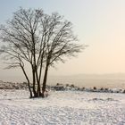 Baum am Elbstrand im Winter